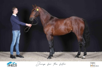 Jenepi Ste Hermelle