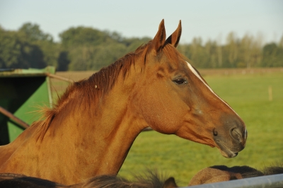 Naltysse de Ste Hermelle